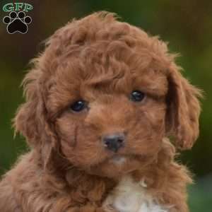 Kaspar, Miniature Poodle Puppy
